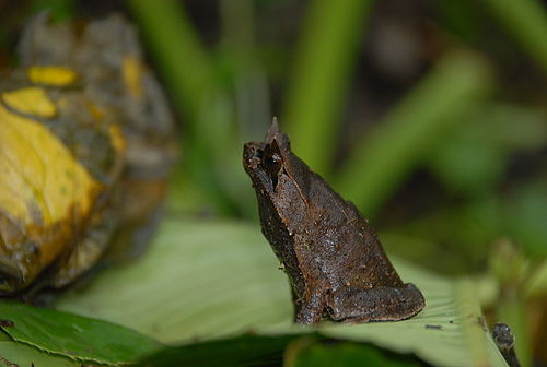 Mindanao horned frog